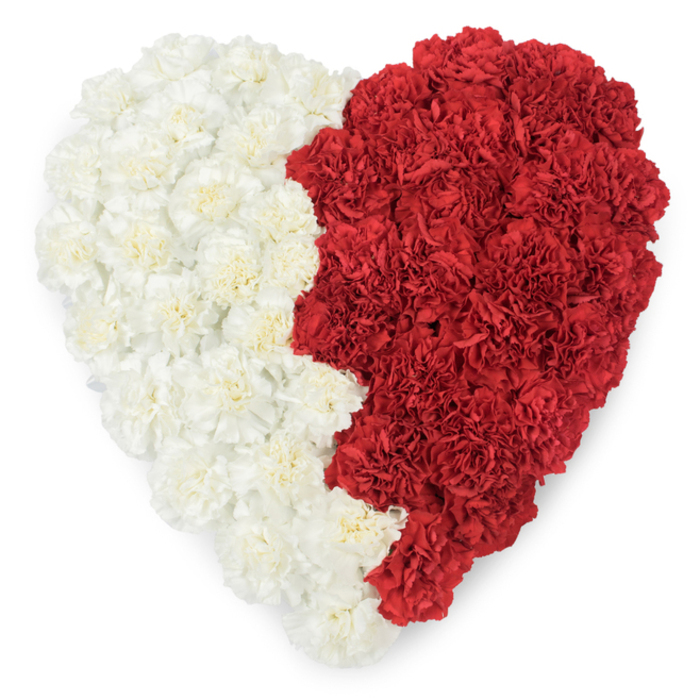 Seen from above, this meticulously constructed heart is a study in floral geometry and symbolism: every inch is packed with fresh carnations, the left half a wash of creamy white and the right a bold sweep of rich red. The carnations are arranged so densely that each bloom's layered, crinkled petals contribute to a plush, tactile surface, and soft highlights travel across the petals where light meets the ruffles. What immediately arrests the eye is the precise vertical division between the two colours - not a straight line but a serrated, saw-tooth edge formed by nine distinct triangular points where red and white interlock. That specific jagged seam calls to mind the national flag of Qatar, lending the heart an unmistakable patriotic resonance suitable for National Day events, diplomatic receptions, or memorials honouring Qatari heritage. The arrangement rests on a stark white background, which amplifies both the colour contrast and the artisan's attention to detail. As a florist familiar with local venues from Harold Wood Park halls to community centres off Gubbins Lane, I imagine this heart as a focal emblem at a cultural ceremony or a formal tribute: its layered carnations hold scent and shape, and its composition reads as both tender and ceremonially precise. The effect is quiet yet bold - a floral statement that balances national pride with intimate remembrance, crafted with the steady hands and floral know-how that transform simple carnations into a meaningful symbol for gatherings in and around Harold Wood.