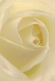 This soulful close-up draws you into the swirling centre of a cream-white rose-a vision beloved by Harold Wood florists for its purity and emotional resonance. Each petal unfolds like the soft mist drifting down Squirrels Heath Lane at dawn, its ivory hue catching the gentle glow of filtered morning light. Shadows rest quietly between the velvety layers, adding depth and dimension without overshadowing the bloom's peaceful demeanor. The overall feeling is one of tranquil reflection, perfect for moments of sympathy or new beginnings celebrated quietly among Harold Wood's green spaces. The nearly translucent edges embrace the fragility of beauty, while the perfectly nested spiral core hints at nature's quiet wisdom and the hands that shaped its flawless form. There's a faint, sweet hint of scent imagined on the air, understated and soothing. This image captures not only the physical elegance of the rose but also the heartfelt artistry and community care that go into every local bouquet-making each delivery a special gesture that lingers long after the petals.